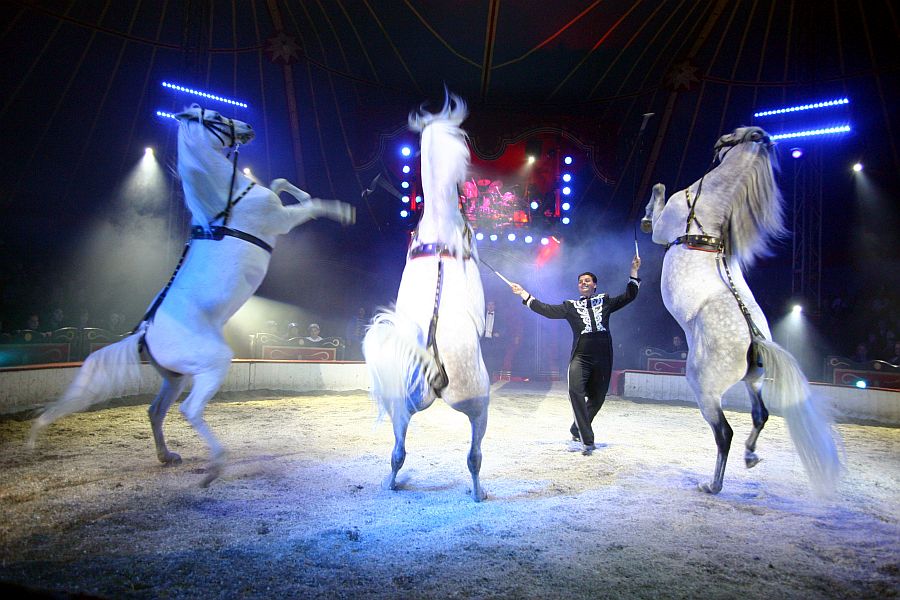 Foto: Robin Consult/Lepsi Circus Louis Knie Pferde